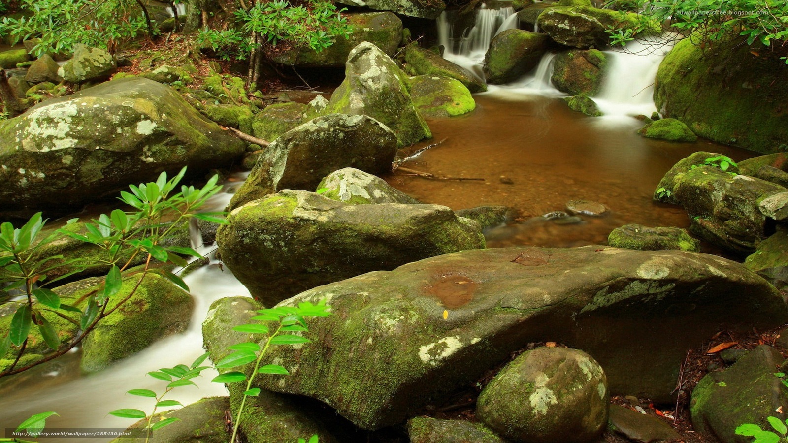Mossy stream in forest
