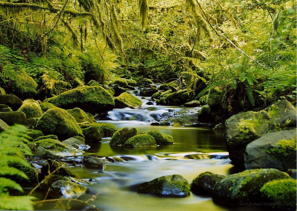 Mossy stream in forest