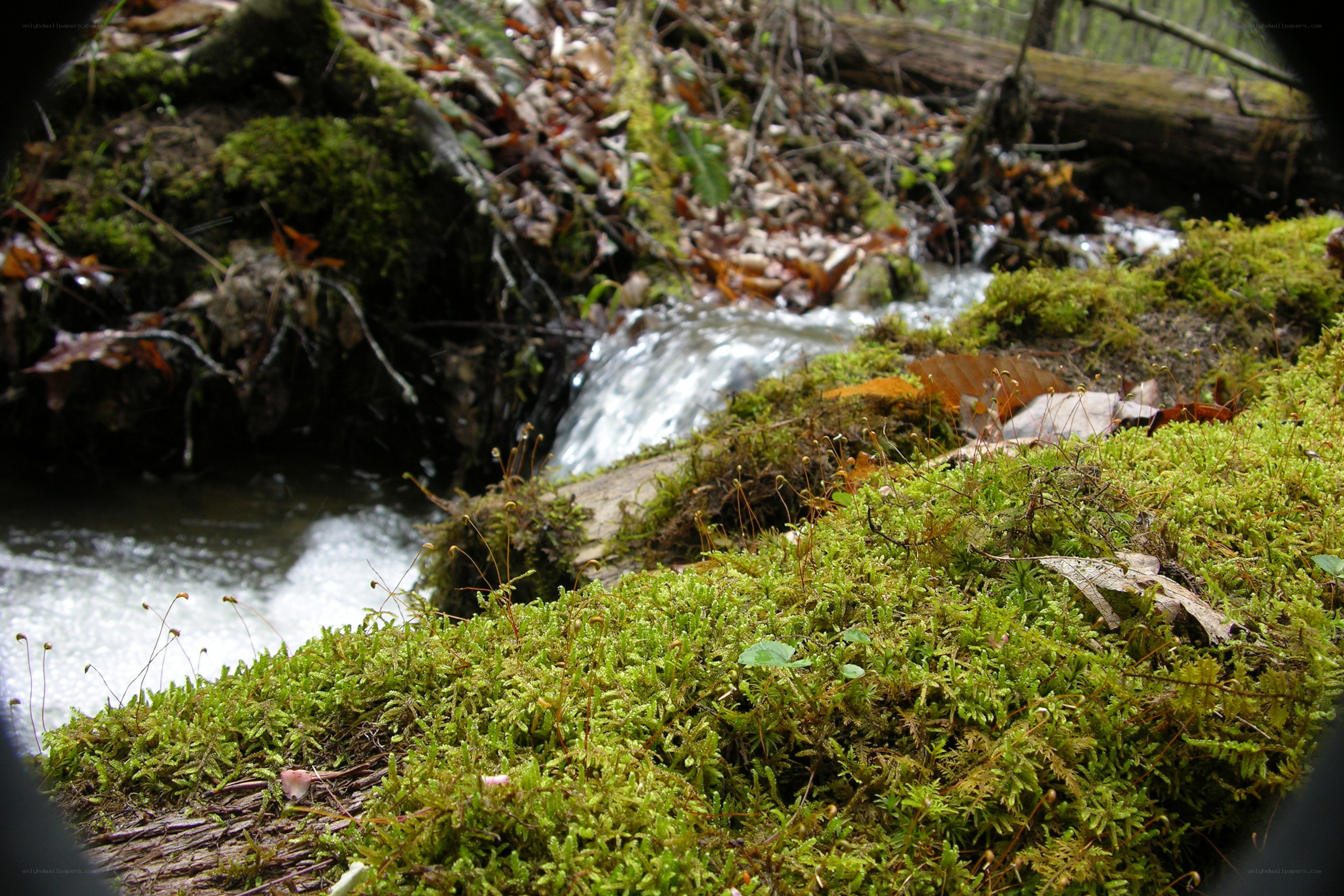 Mossy stream in forest