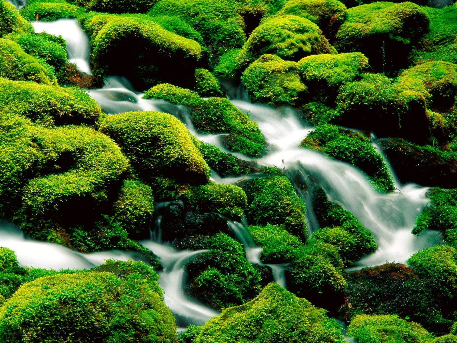 Mossy stream in forest