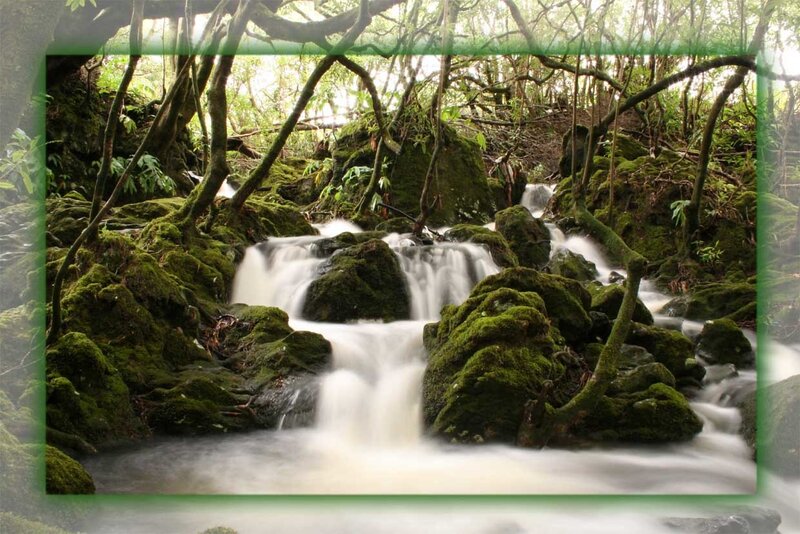 Mossy stream in forest