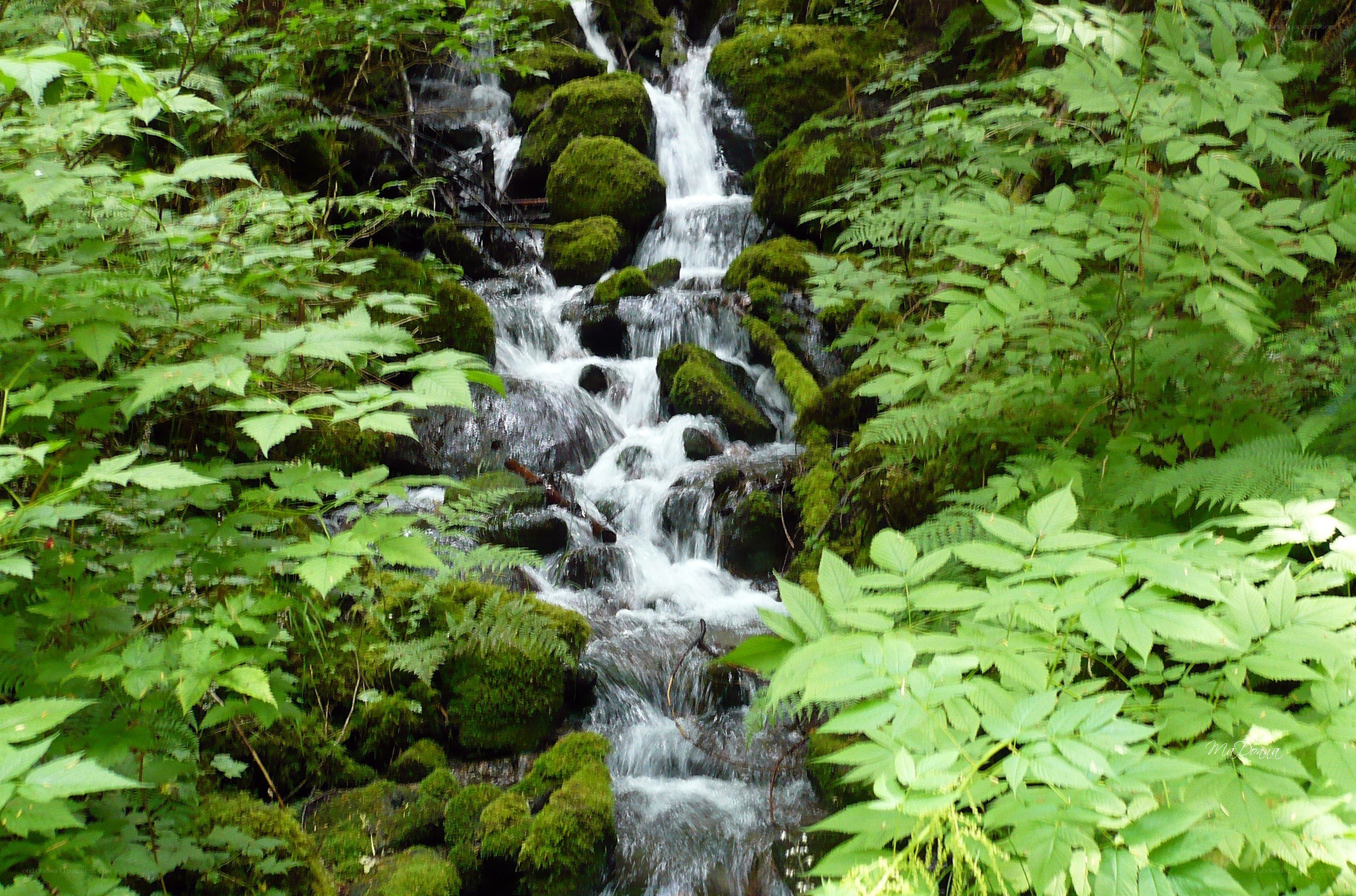 Mossy stream in forest