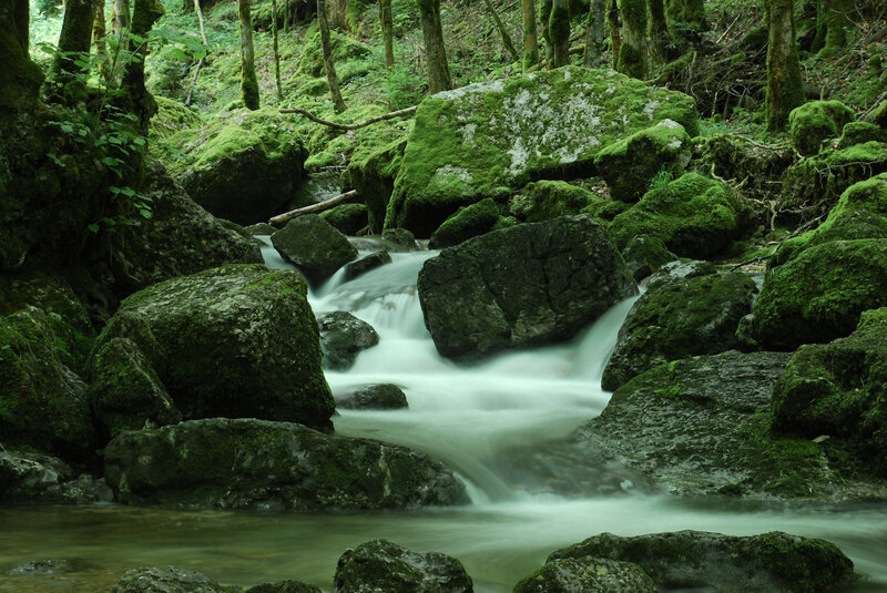 Mossy stream in forest