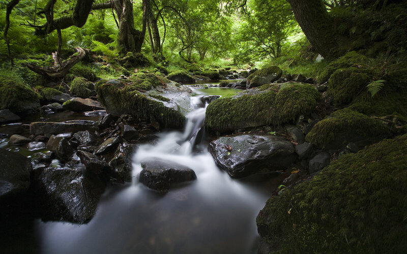 Mossy stream in forest