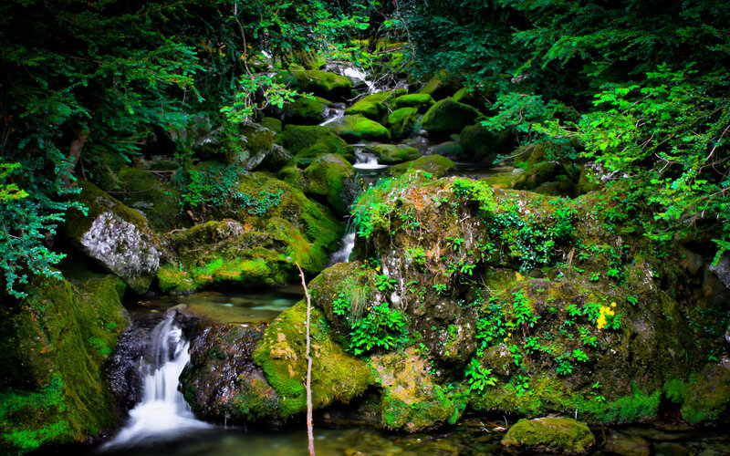 Mossy stream in forest