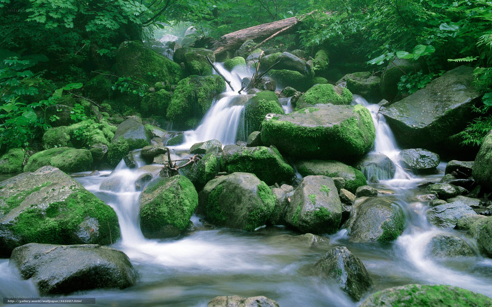 Mossy stream in forest