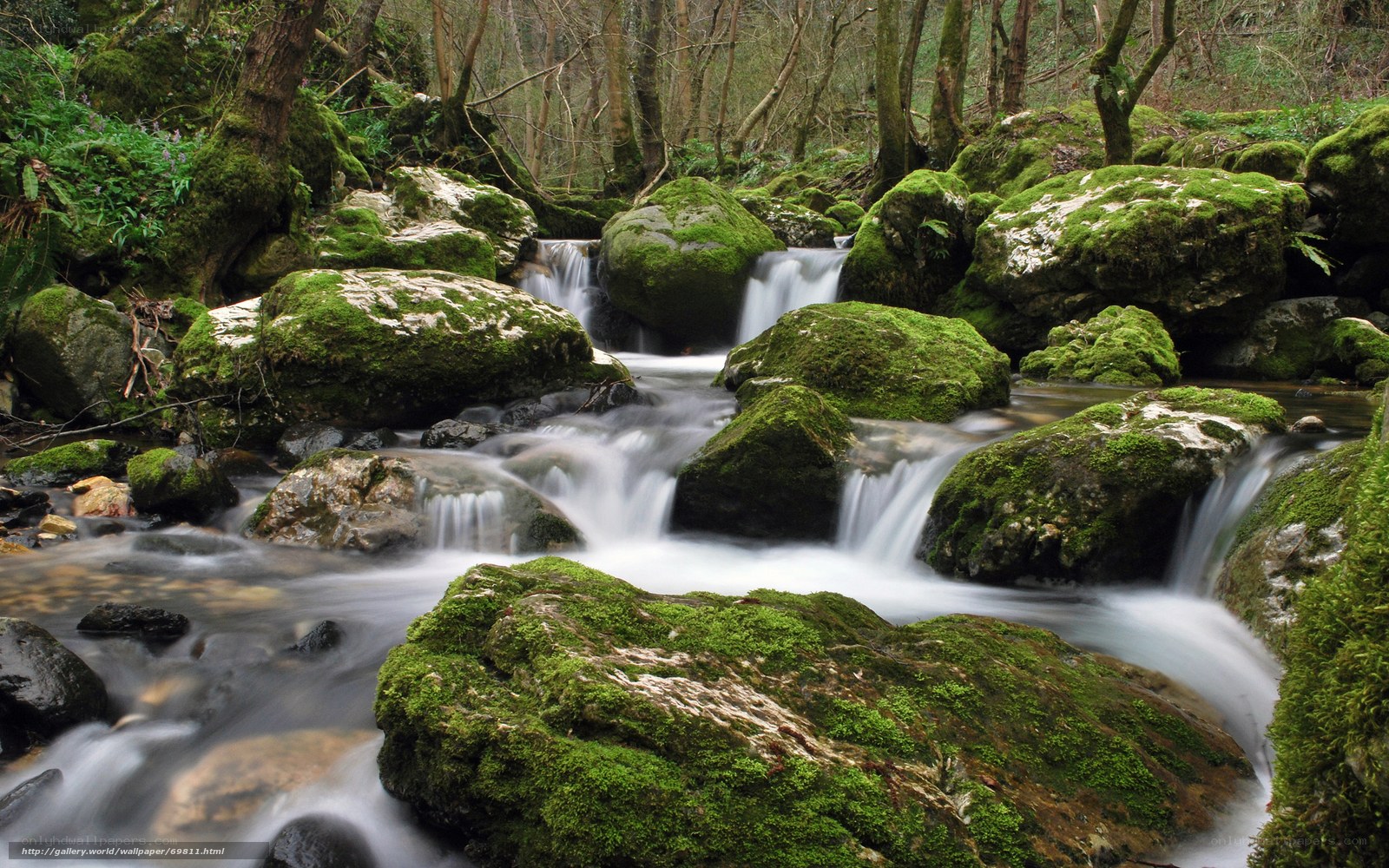 Mossy stream in forest