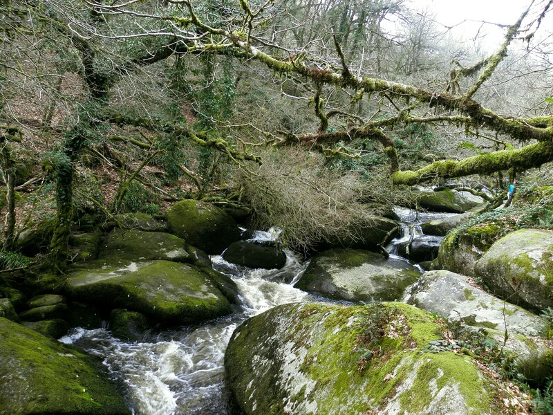 Mossy stream in forest
