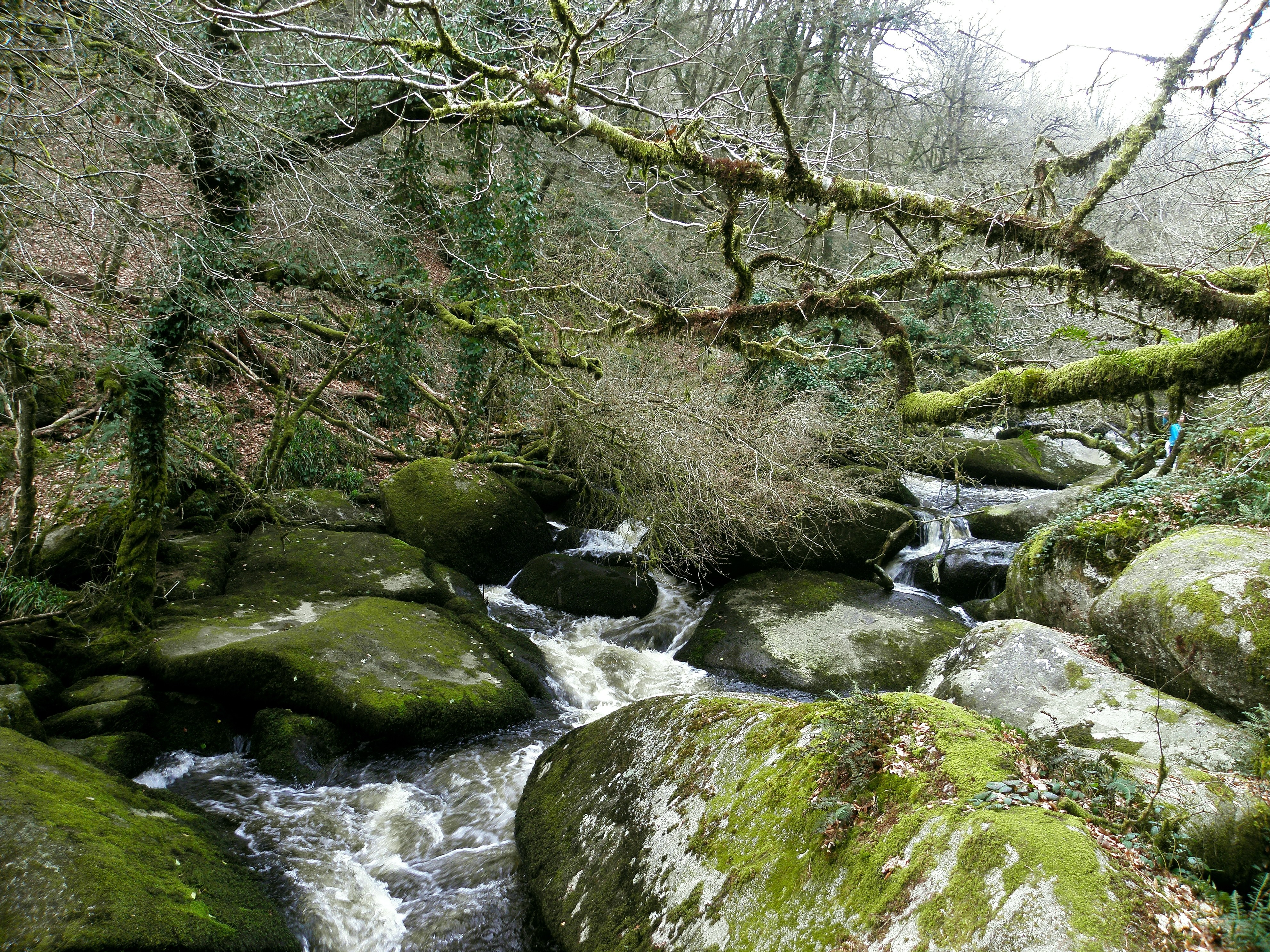 Mossy stream in forest