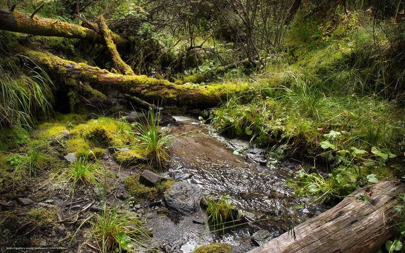 Mossy stream in forest