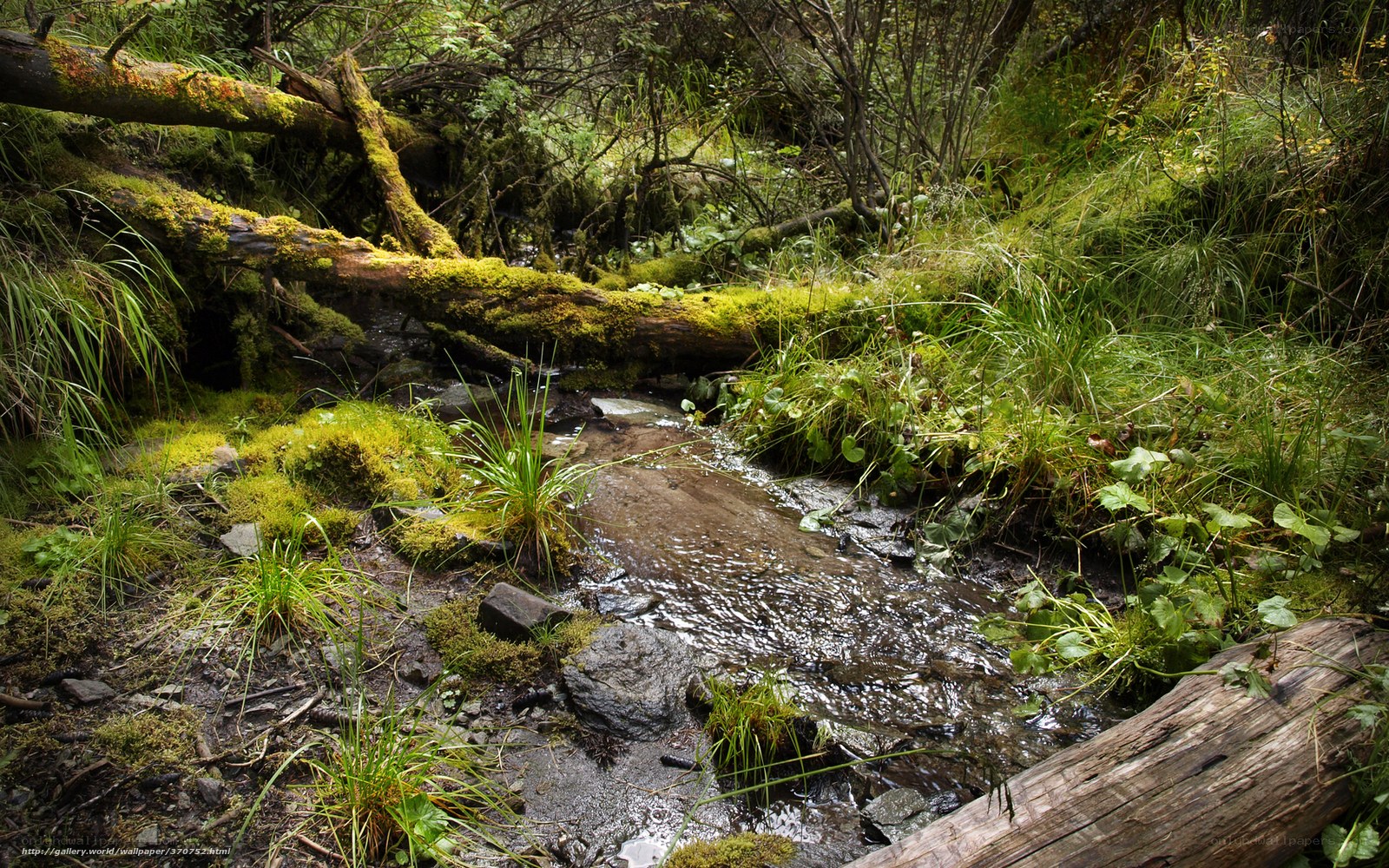 Mossy stream in forest