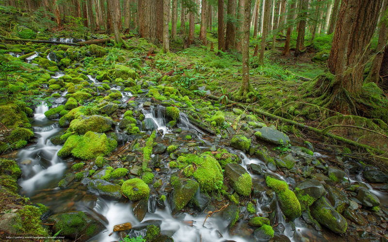 Mossy stream in forest