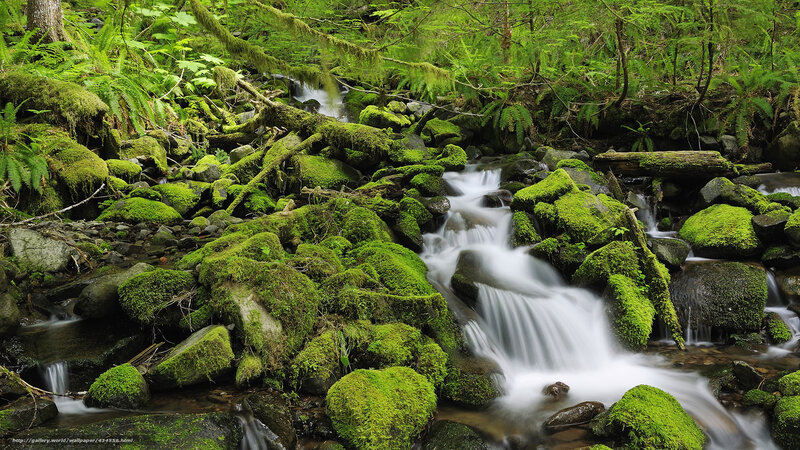 Mossy stream in forest