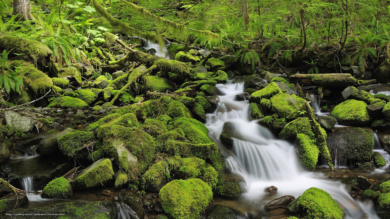 Mossy stream in forest