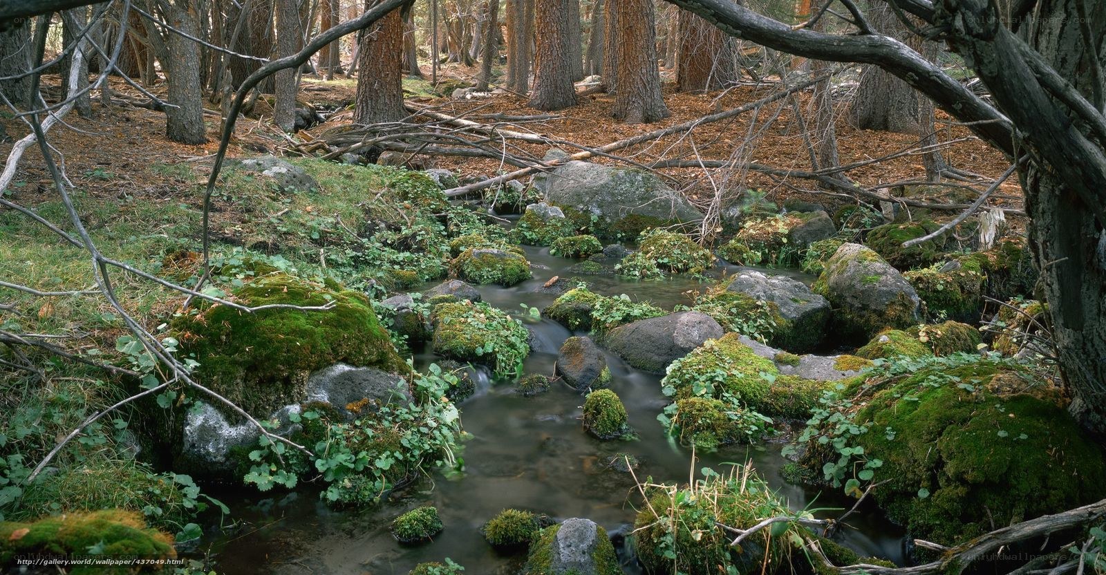 Mossy stream in forest