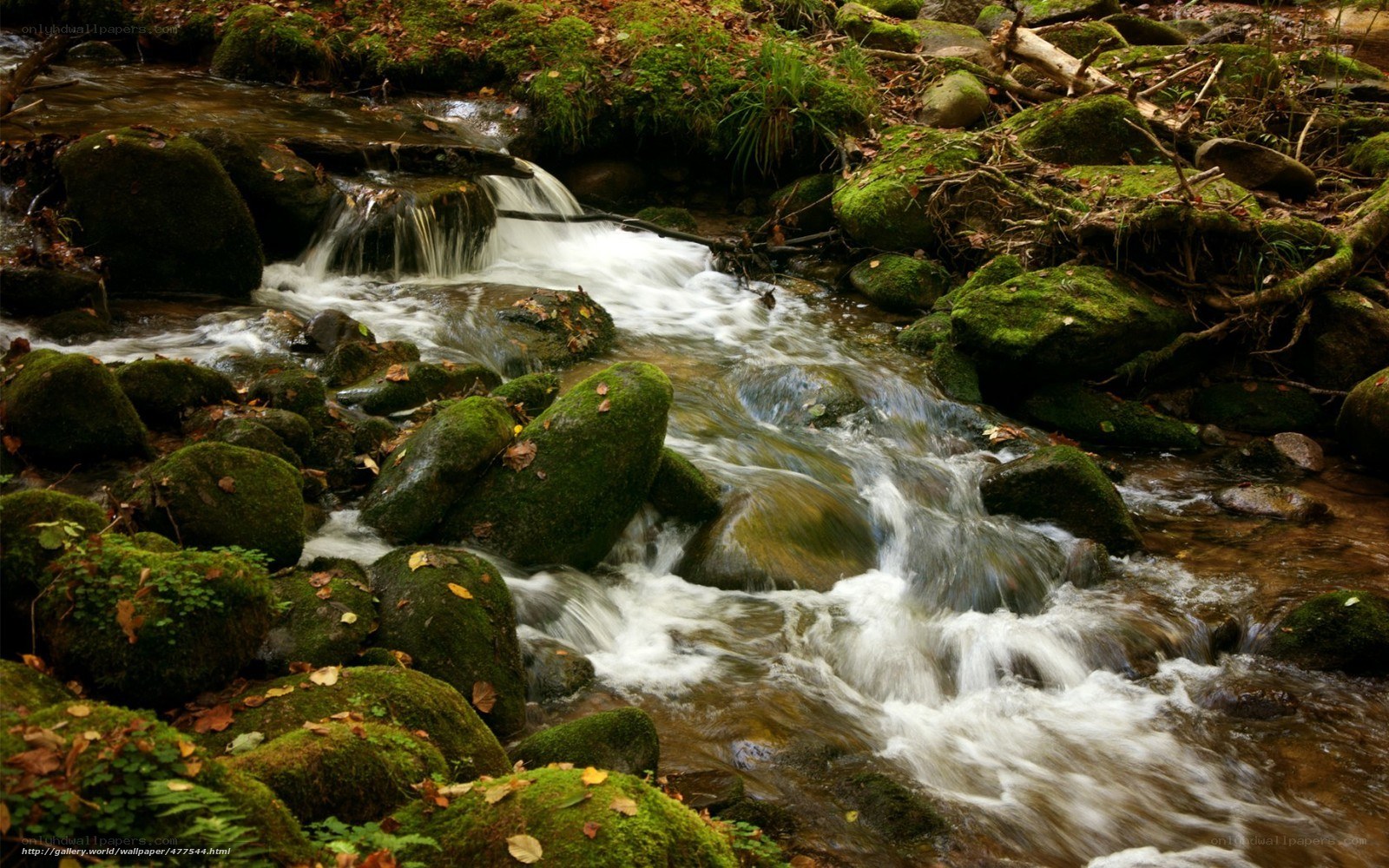 Mossy stream in forest