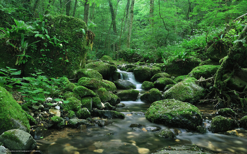 Mossy stream in forest
