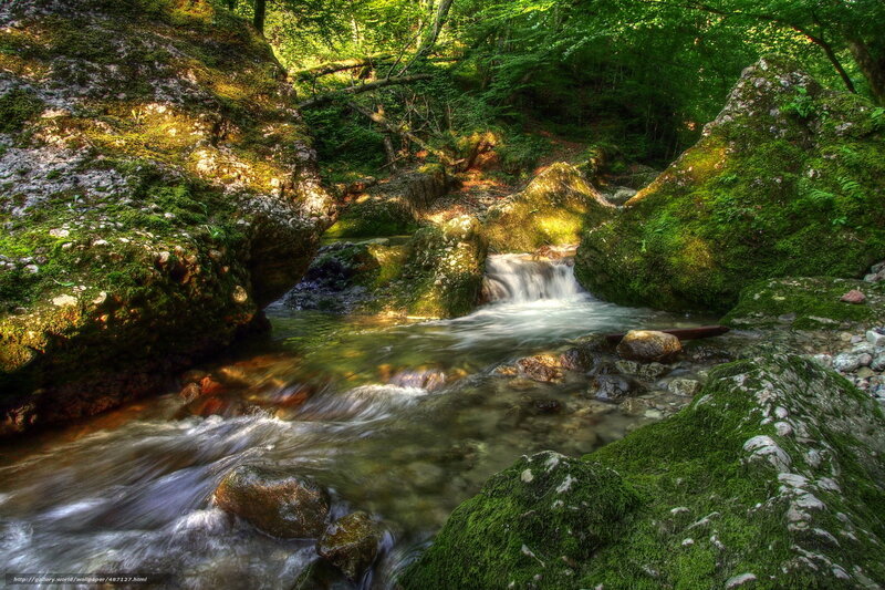 Mossy stream in forest