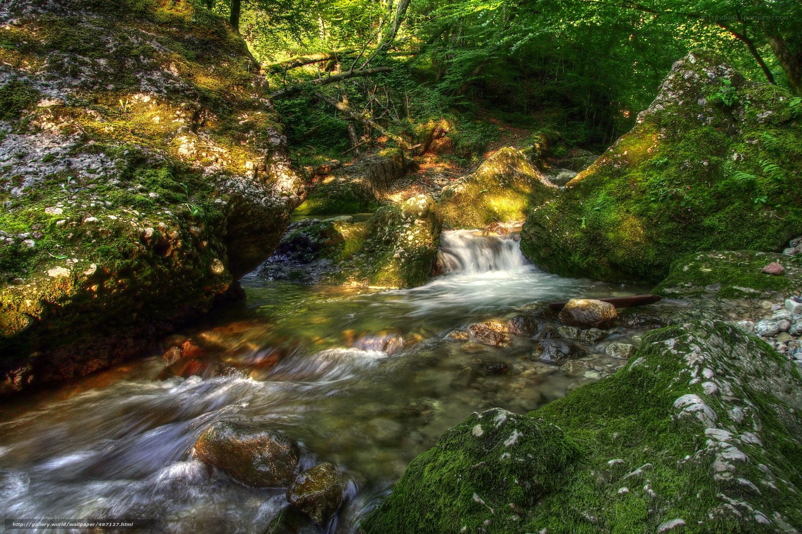 Mossy stream in forest