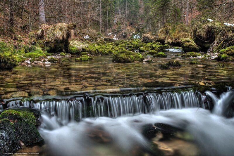 Mossy stream in forest