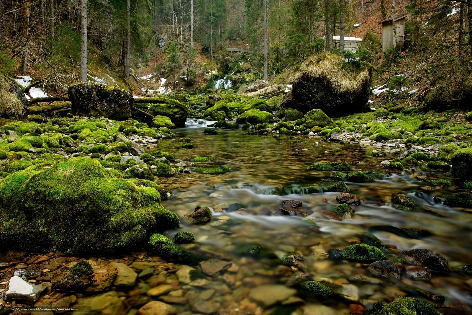 Mossy stream in forest