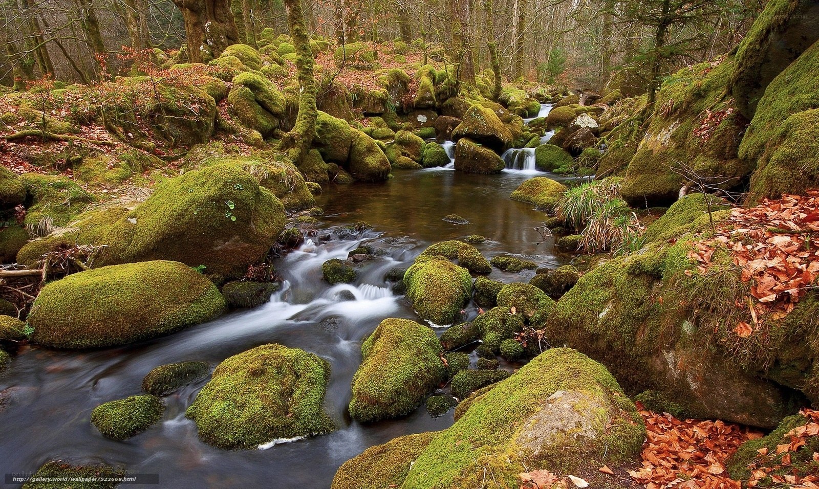 Mossy stream in forest
