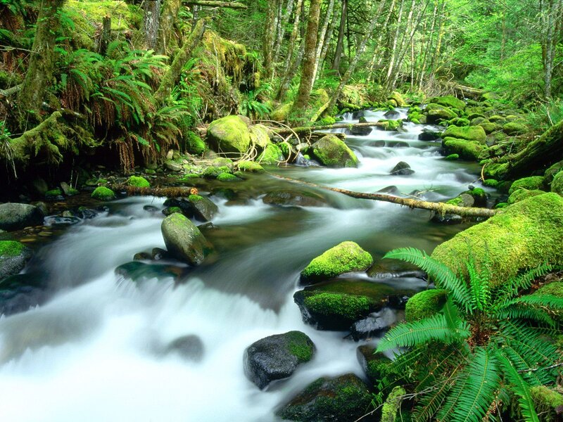 Mossy stream in forest