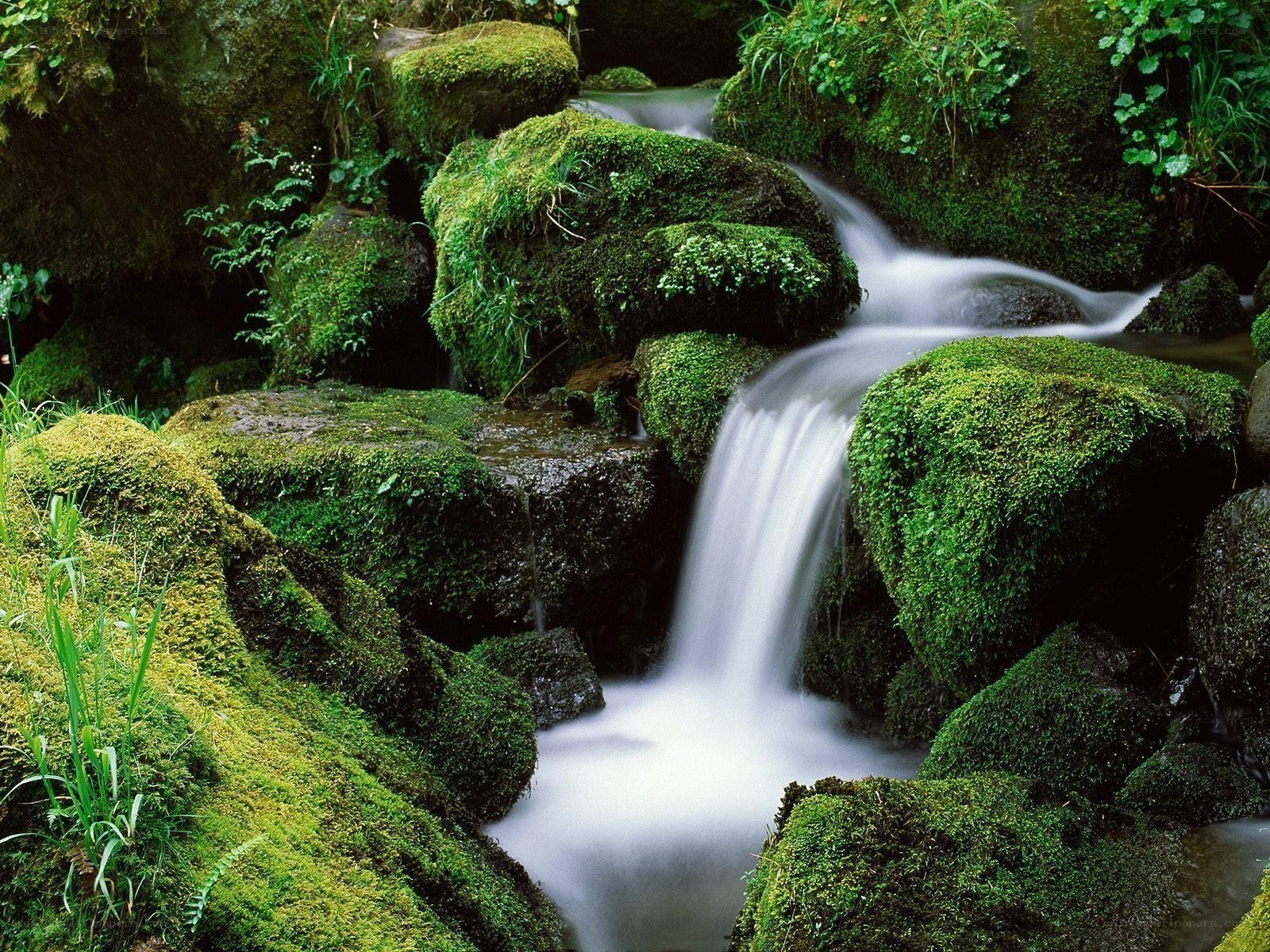 Mossy stream in forest