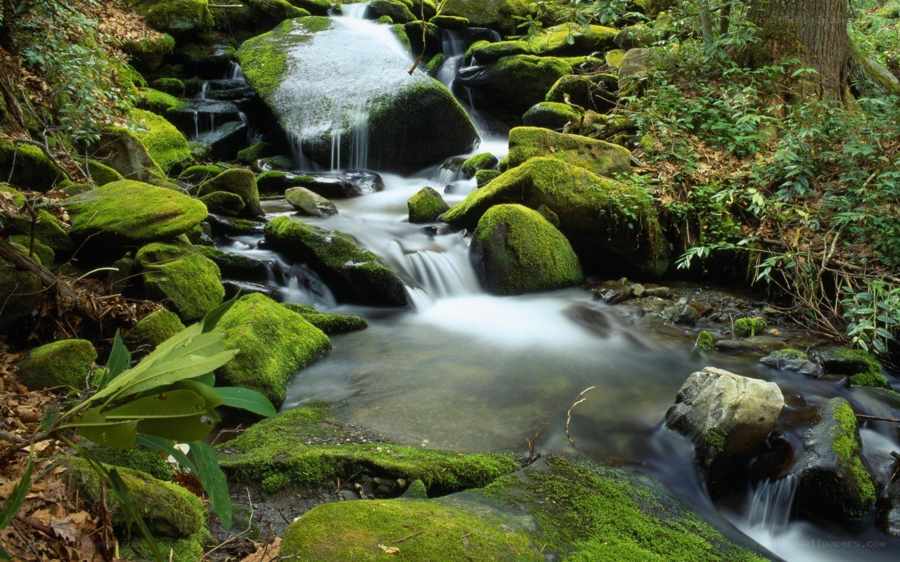 Mossy stream in forest