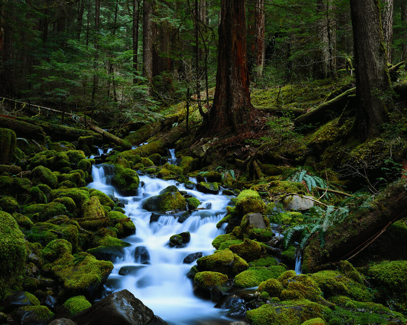 Mossy stream in forest