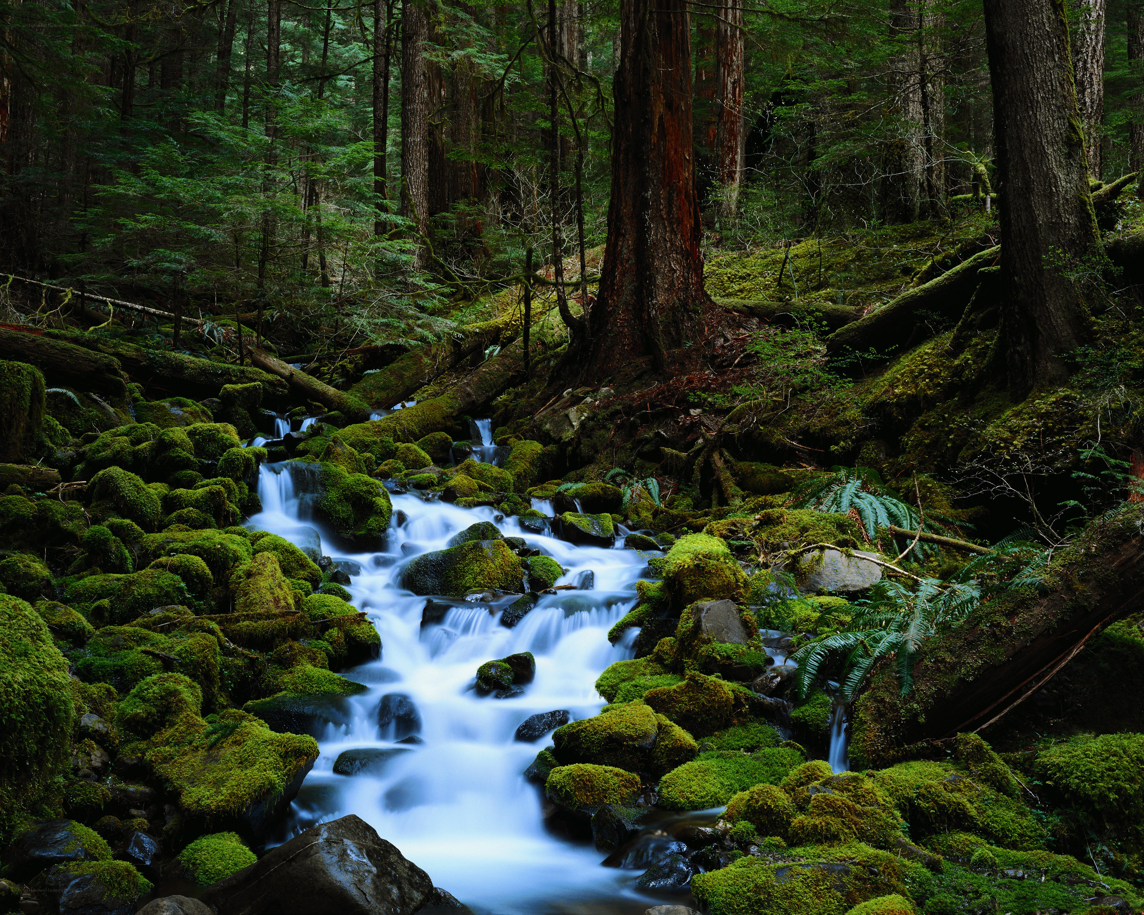 Mossy stream in forest