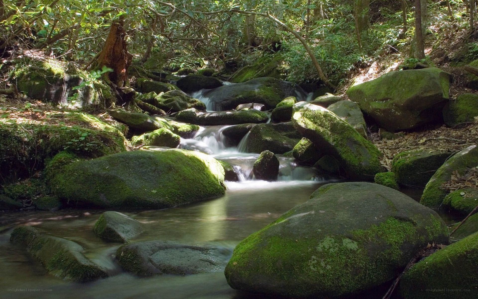 Mossy stream in forest