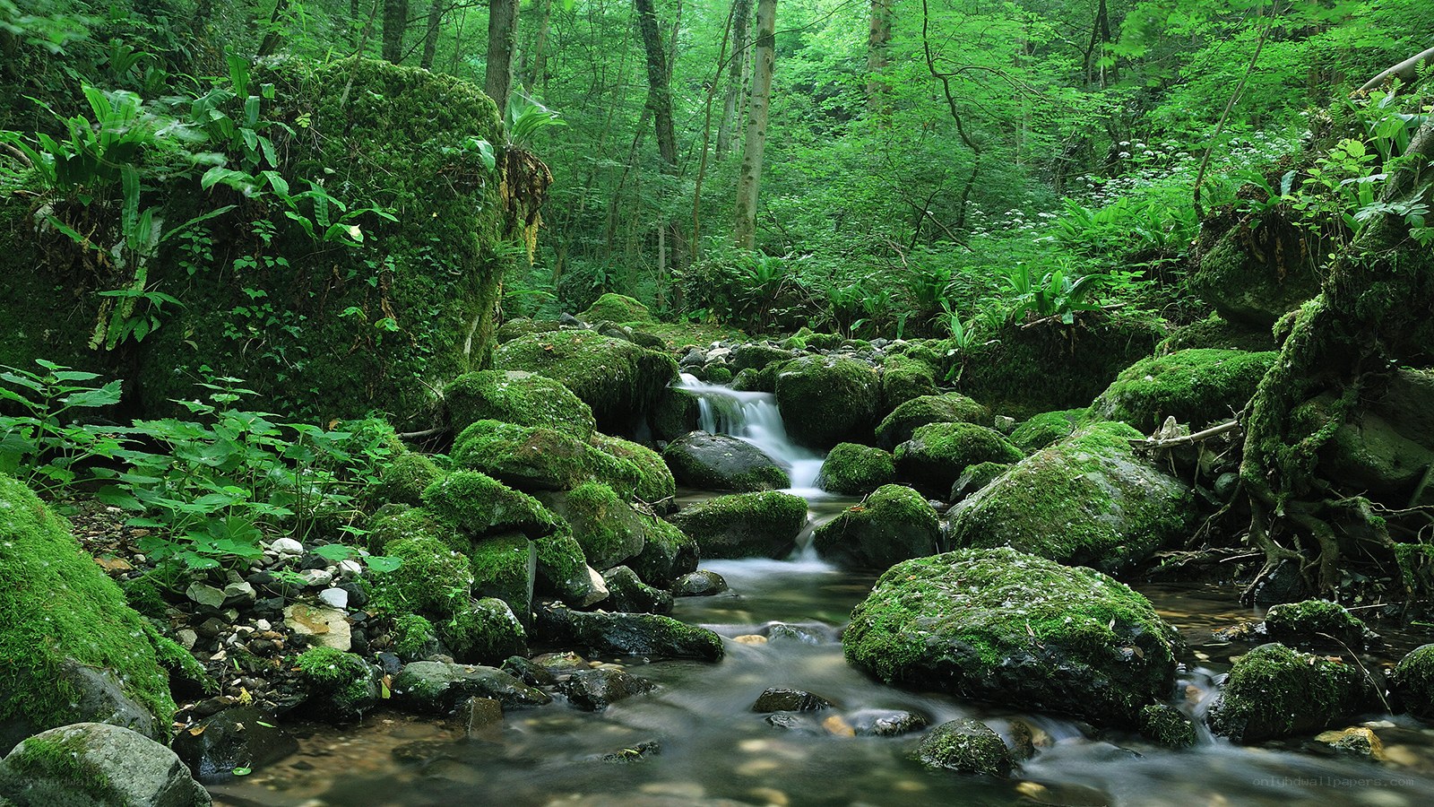 Mossy stream in forest