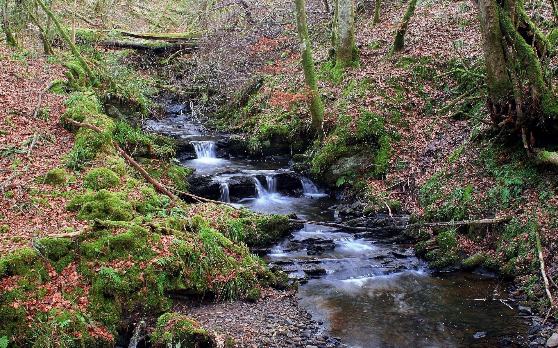 Mossy stream in forest