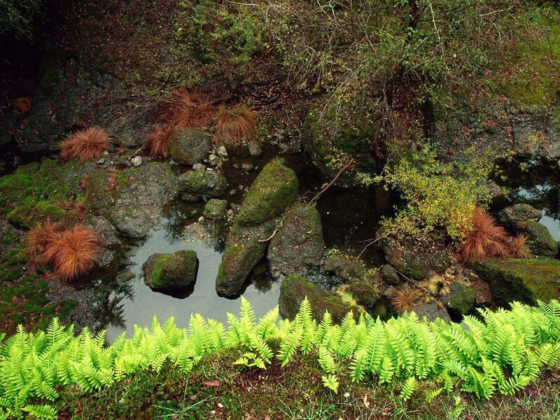 Mossy stream in forest