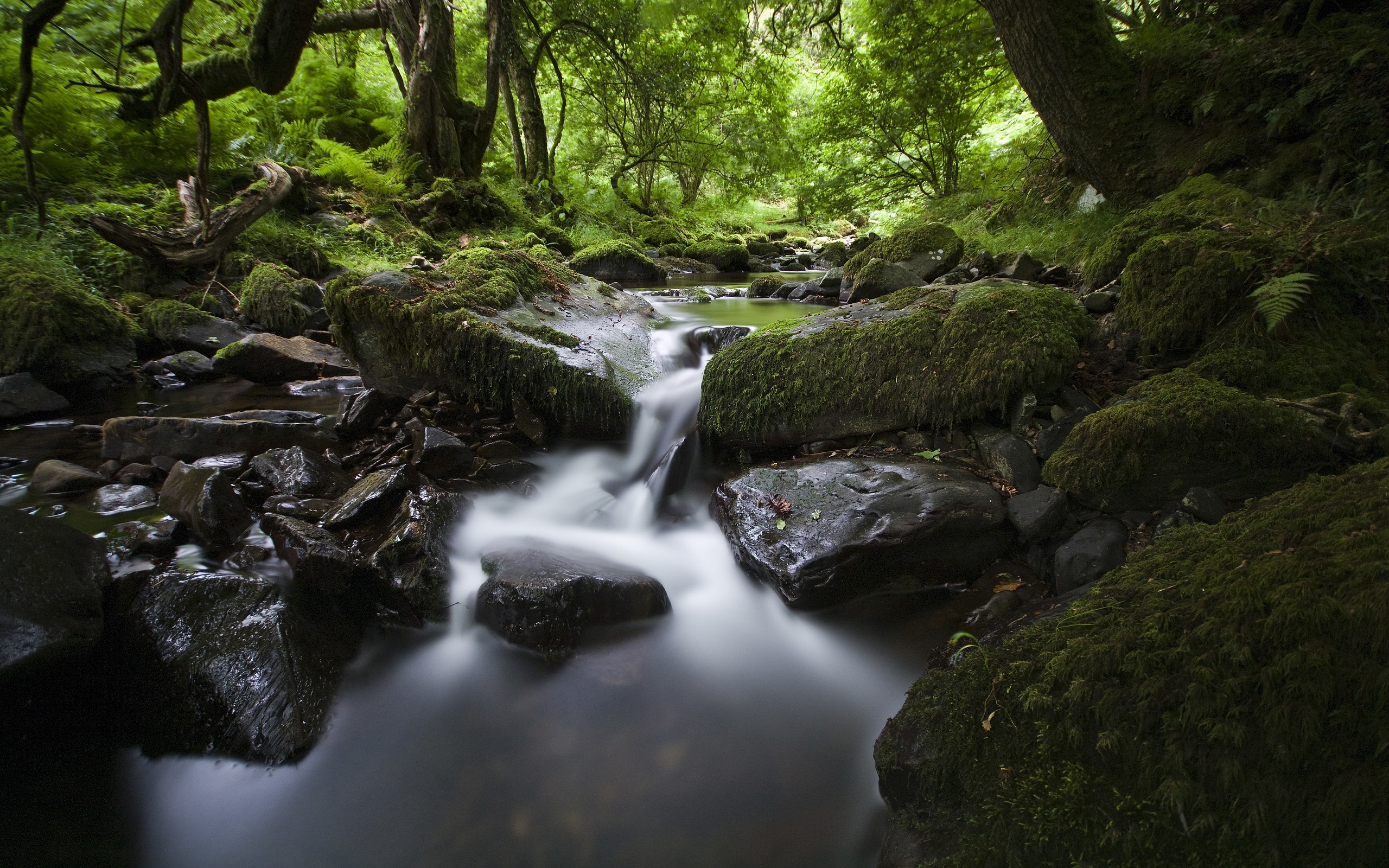 Mossy stream in forest