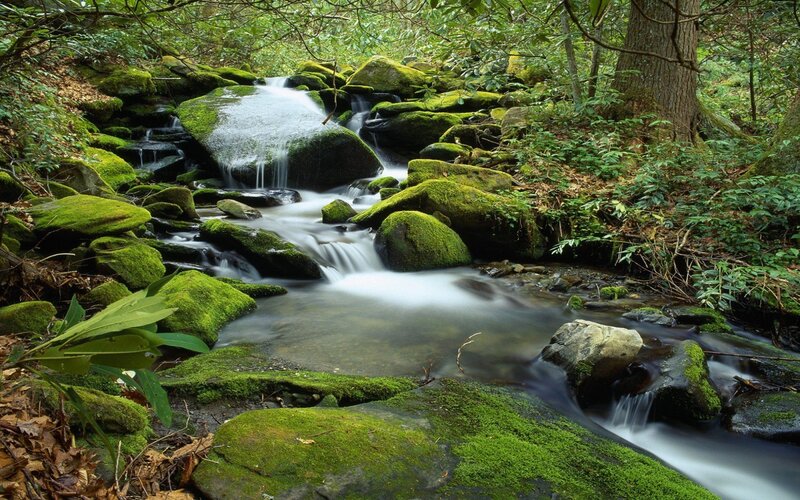 Mossy stream in forest