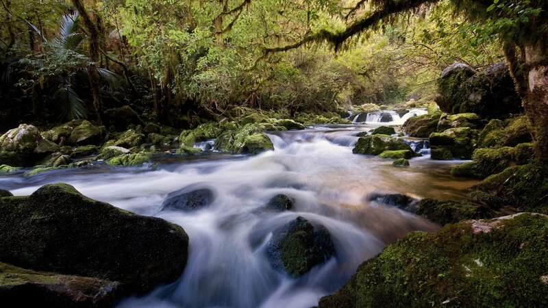 Mossy stream in forest