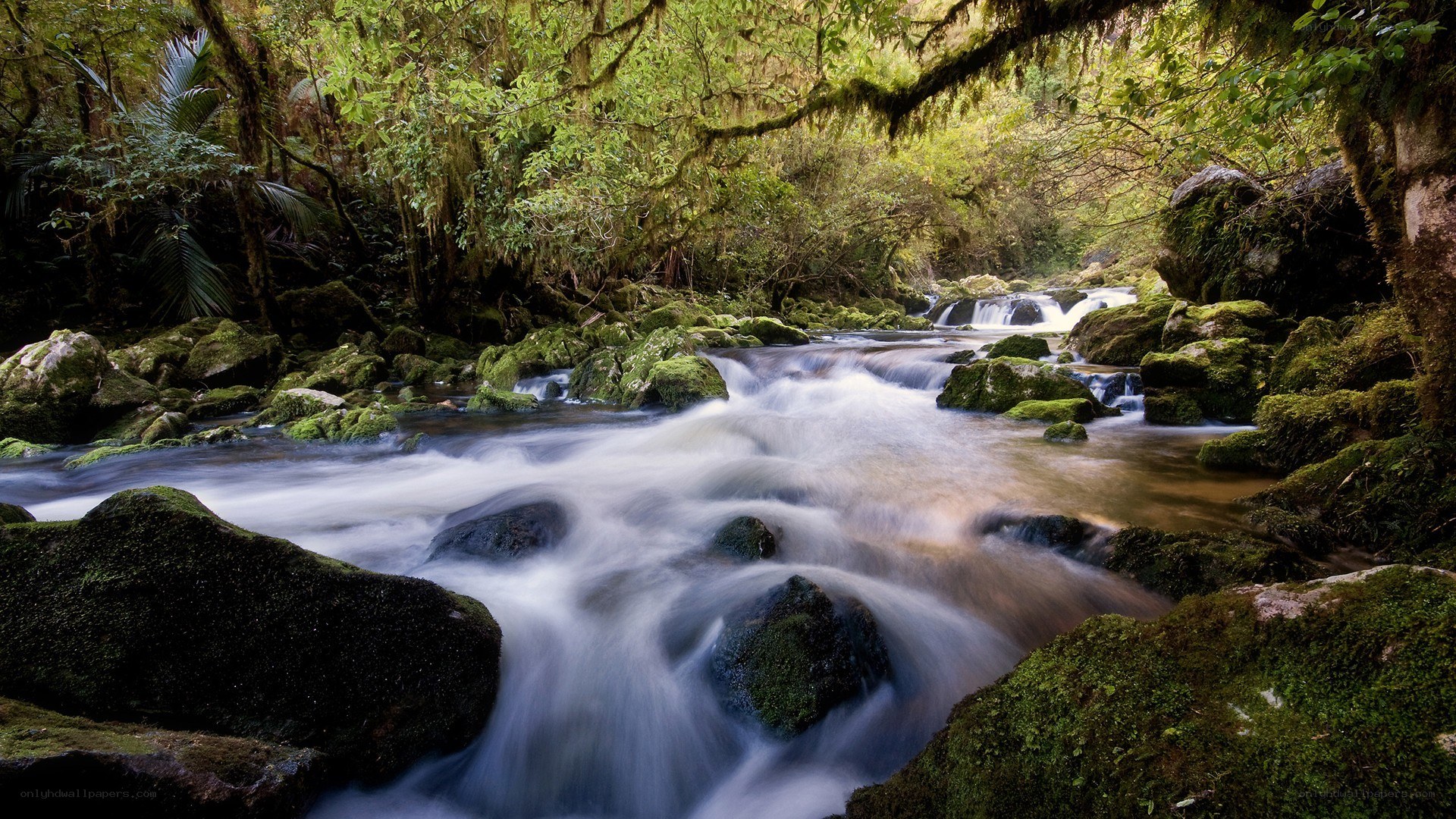 Mossy stream in forest