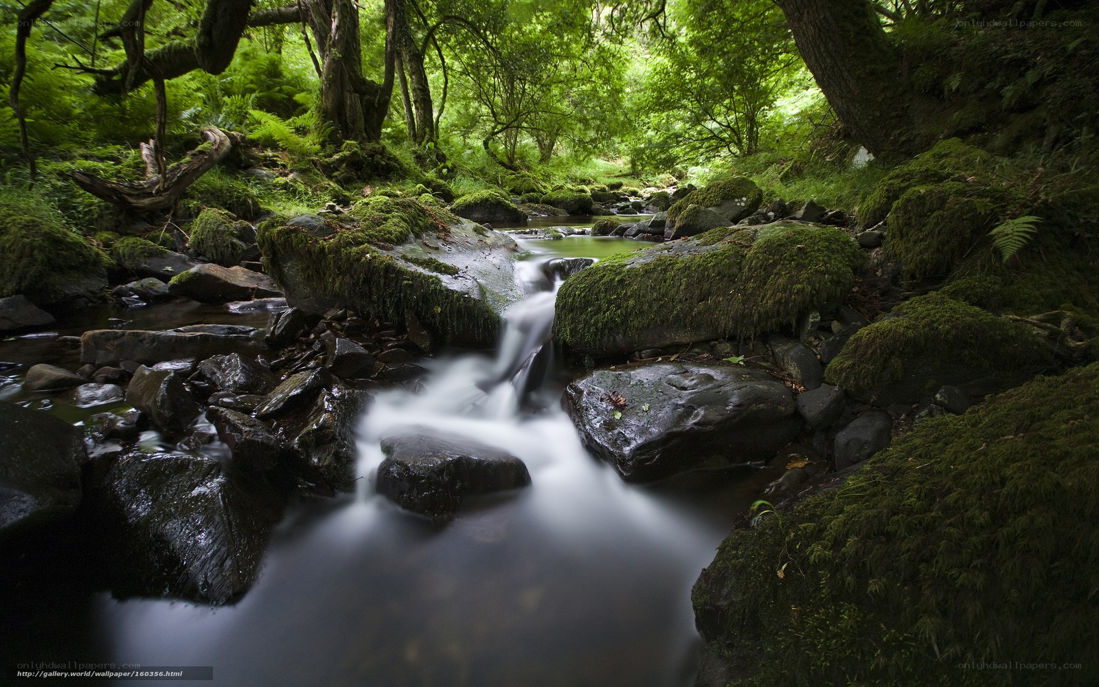 Mossy stream in forest