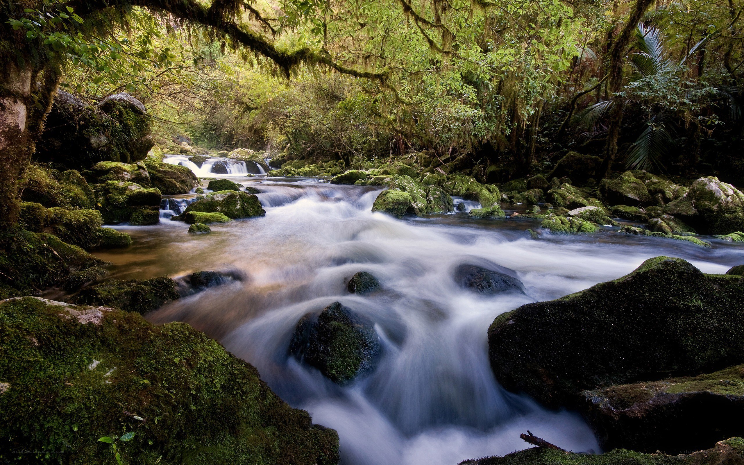 Mossy stream in forest
