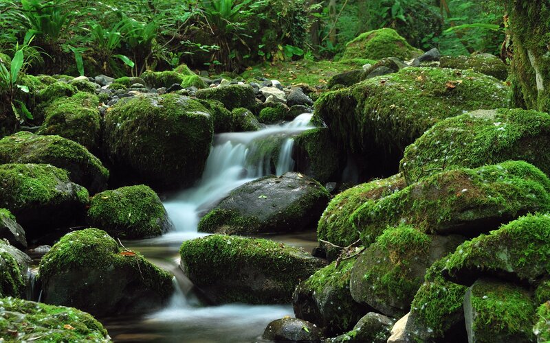 Mossy stream in forest