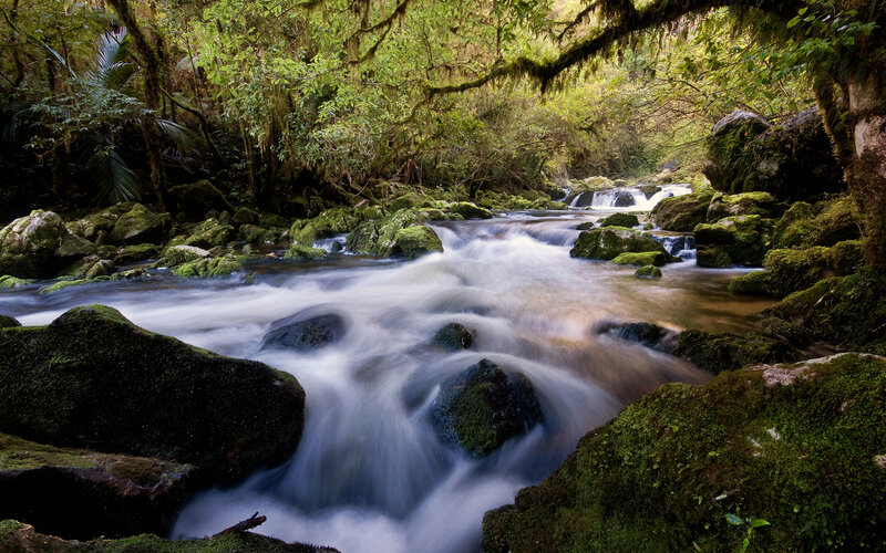 Mossy stream in forest