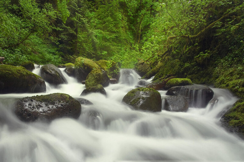 Mossy stream in forest