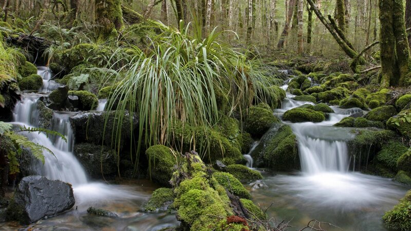 Mossy stream in forest