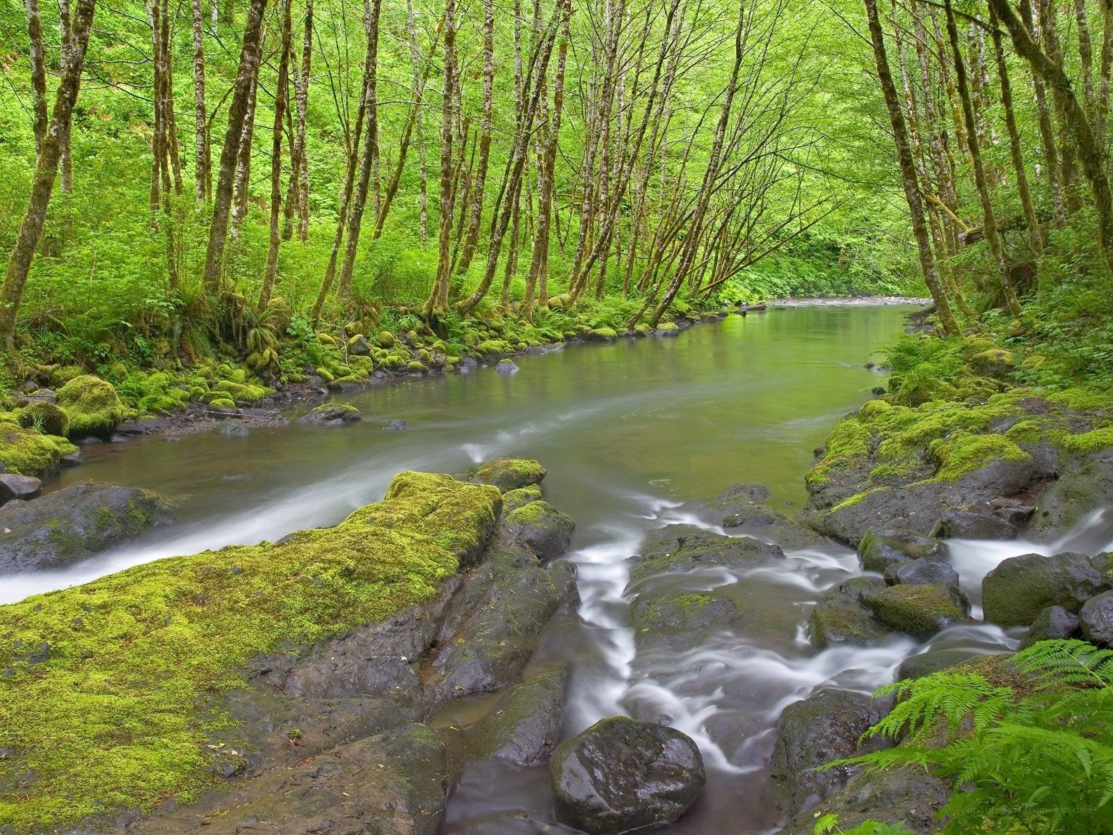 Mossy stream in forest