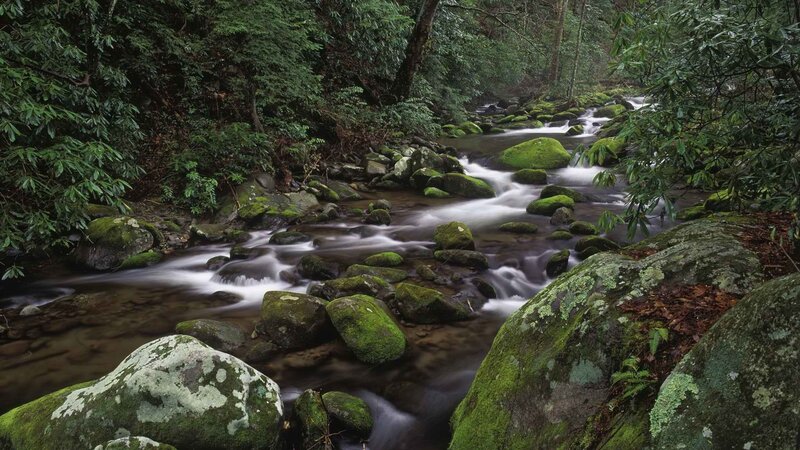 Mossy stream in forest