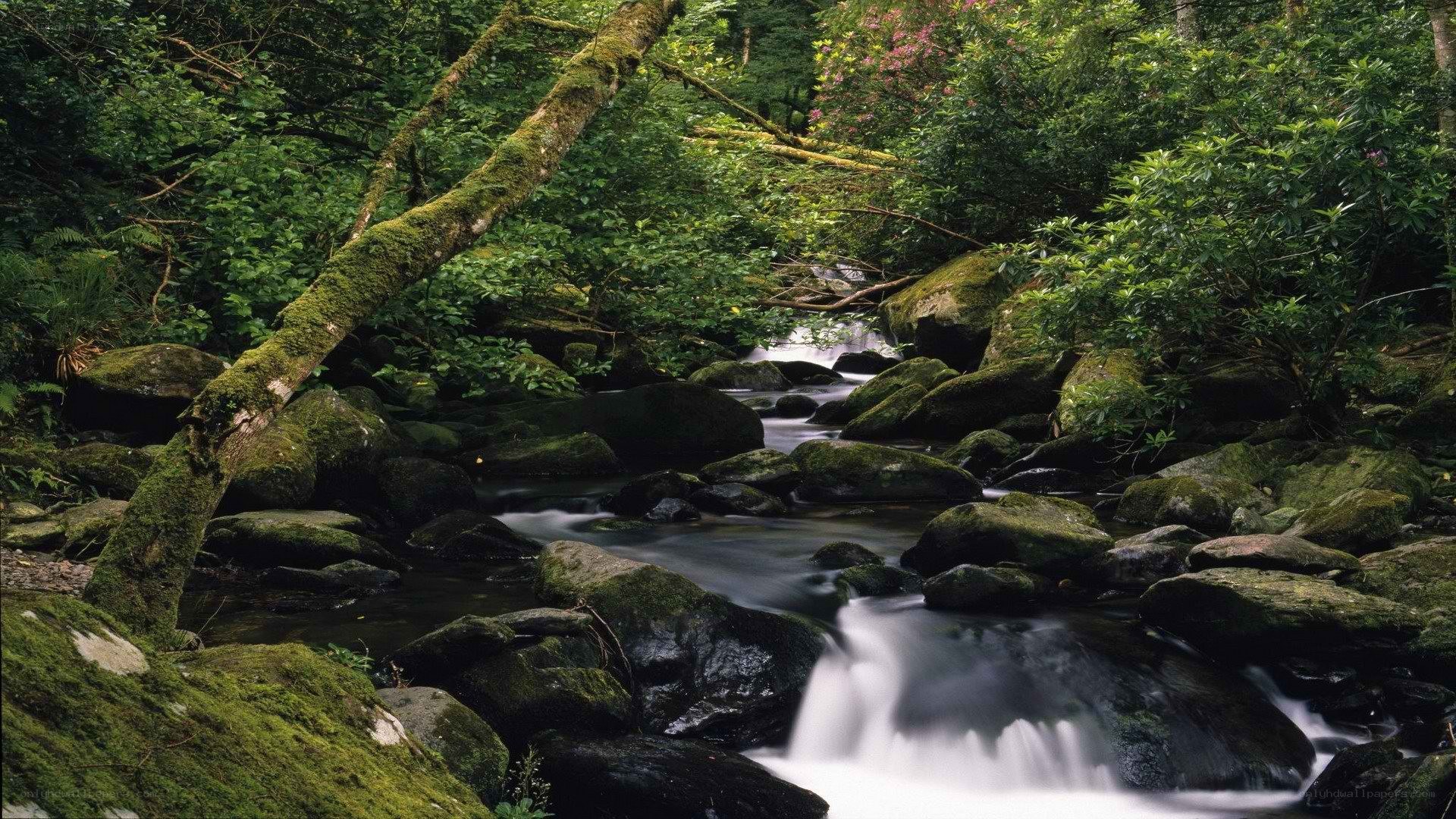 Mossy stream in forest