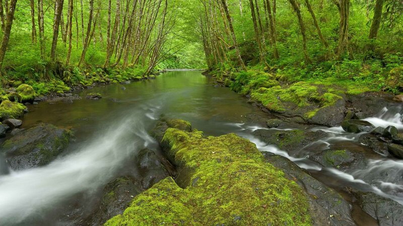 Mossy stream in forest