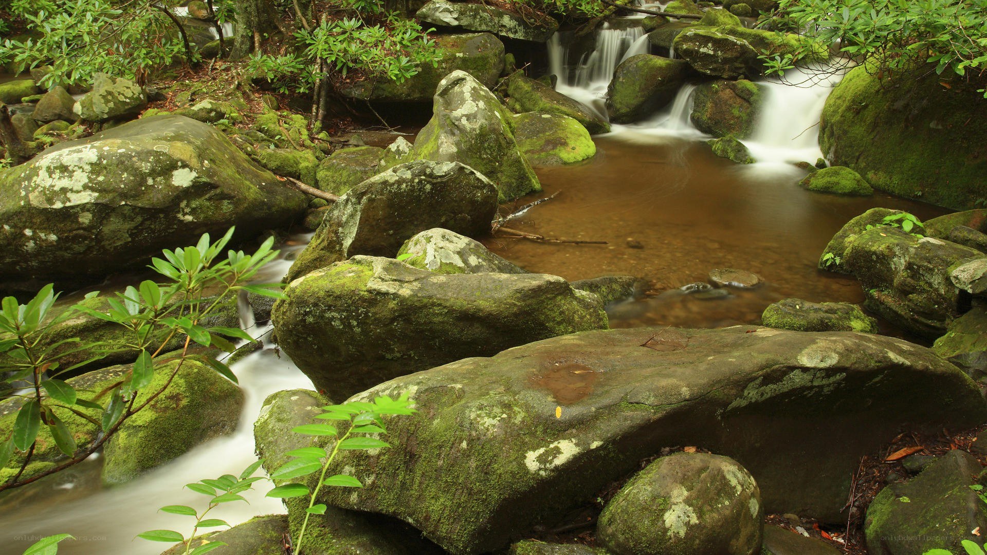 Mossy stream in forest